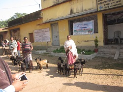 Photo of DISTRIBUTION OF INPUTS FOR IMPROVEMENT OF LIVELIHOOD THROUGH GOAT FARMING.